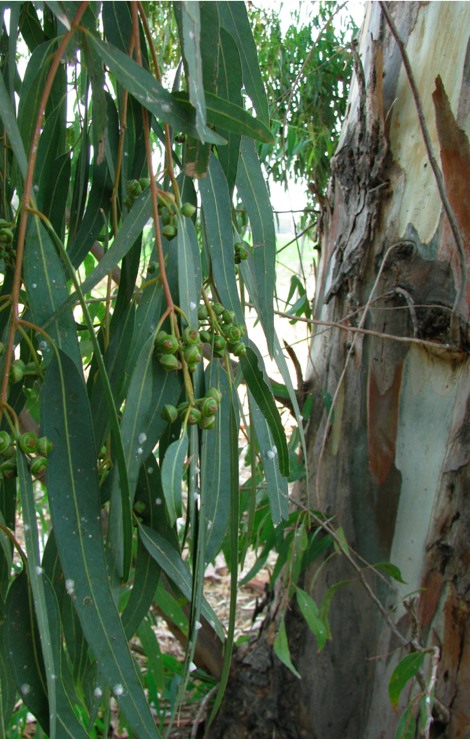 EucalyptusSeedsScaleBark.jpg