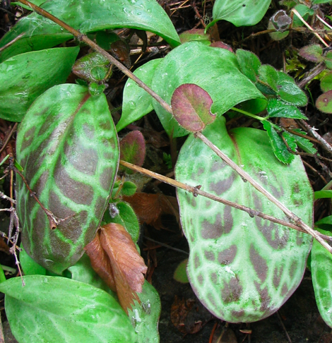 Frit Erythronium leaves.jpg