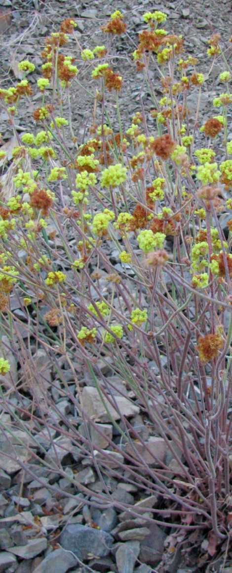 Eriogonum spp. bush.jpg