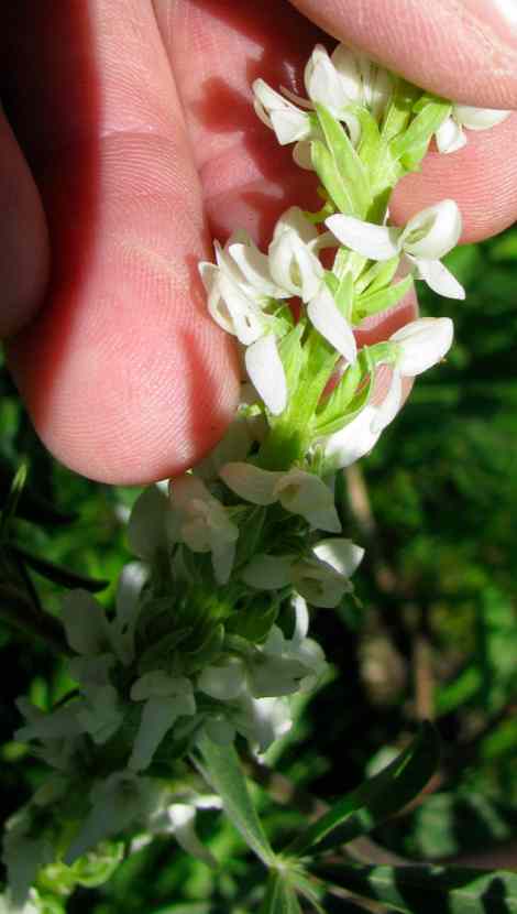 White bog orchid, Platanthera leucostachys CLOSE.jpg